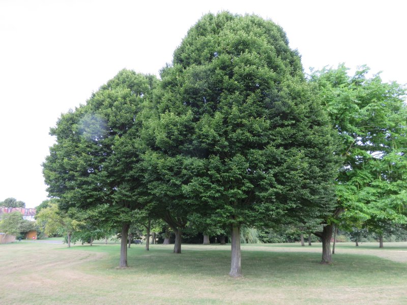 Cuddington Recreation Ground